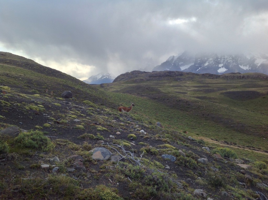 During our first hike in Torres del Paine, we saw guanacos all over the place.