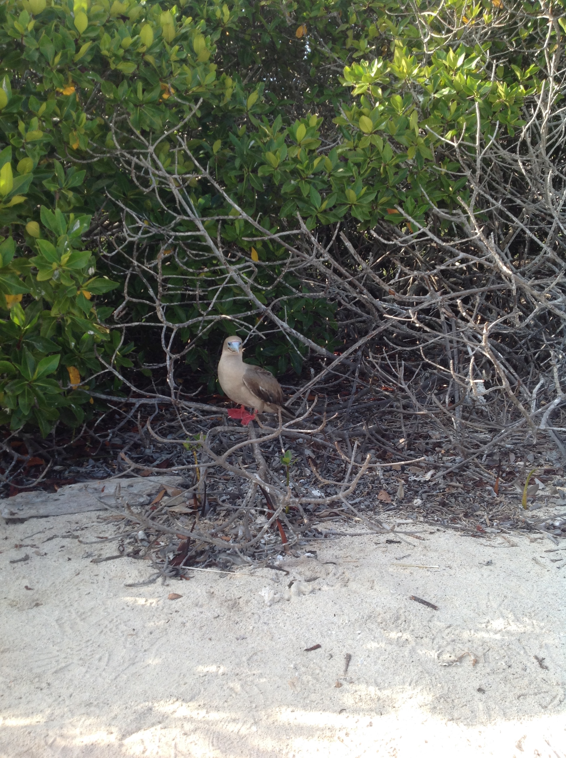 A Red-footed Booby roosting in the mangroves.  
