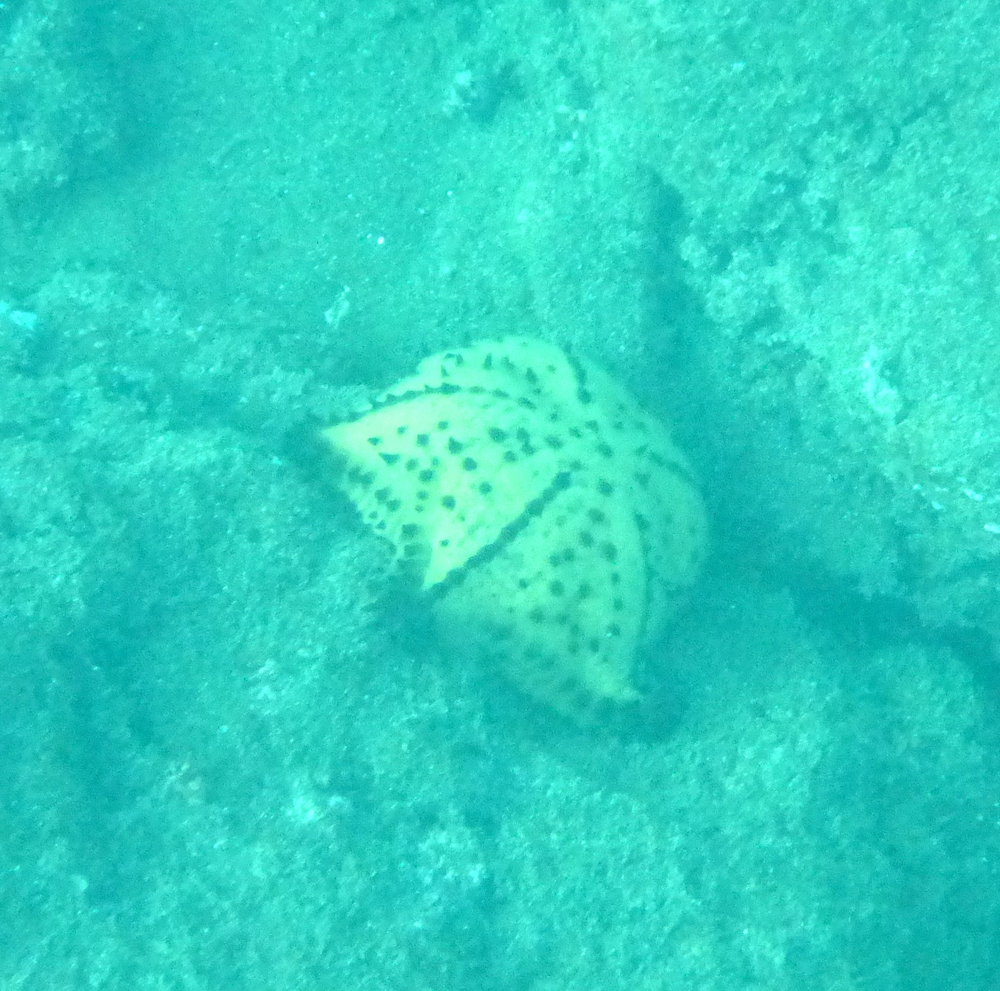 A chocolate chip starfish.  Starfish like colder water so I actually had to dive down to get a picture of this one.  