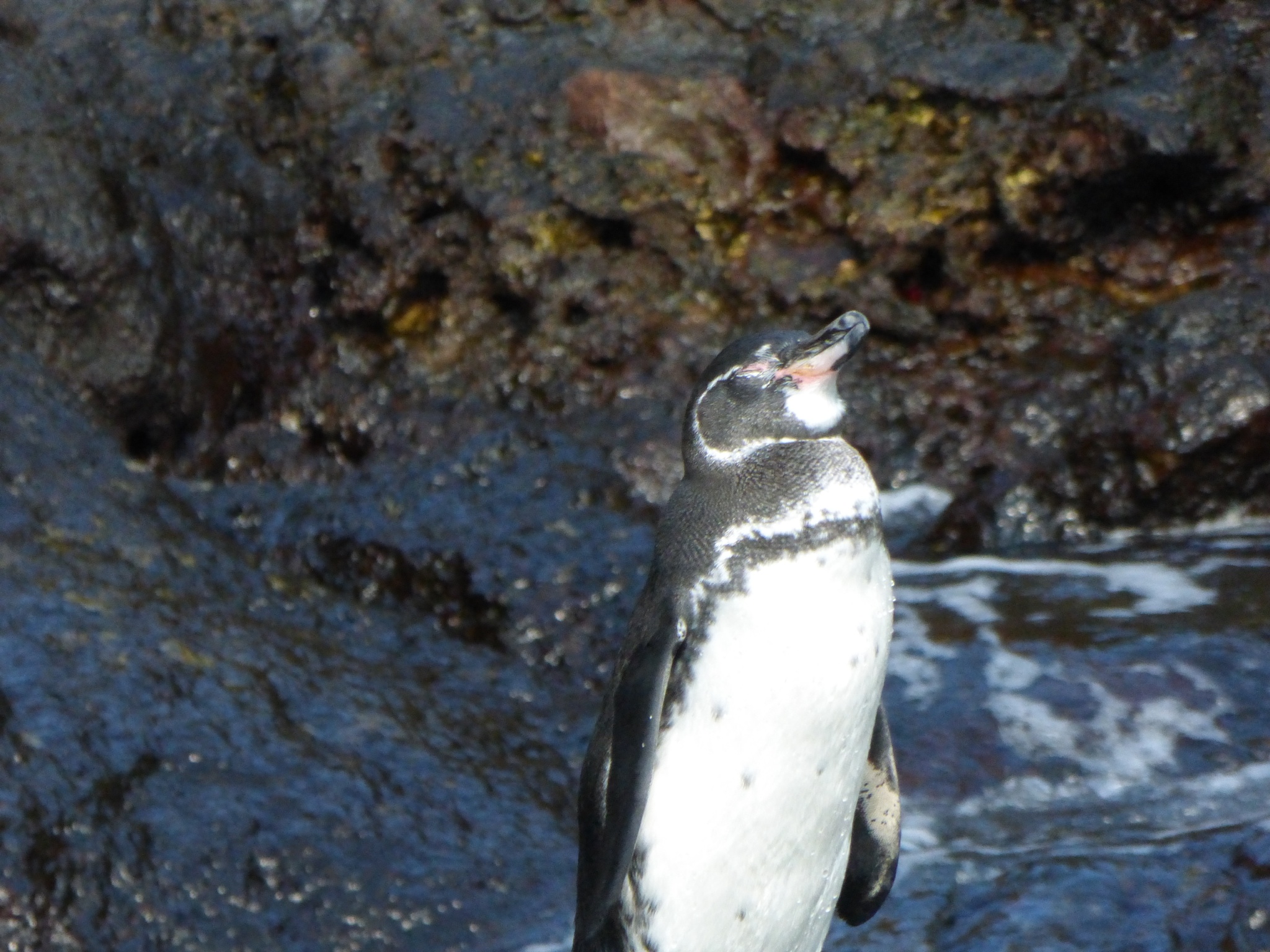 Our first Galapagos Penguin sighting.  This is a mature adult, enjoying the sun as we all scrambled like crazy in the pangas to take pictures.  My brother actually took this one.  