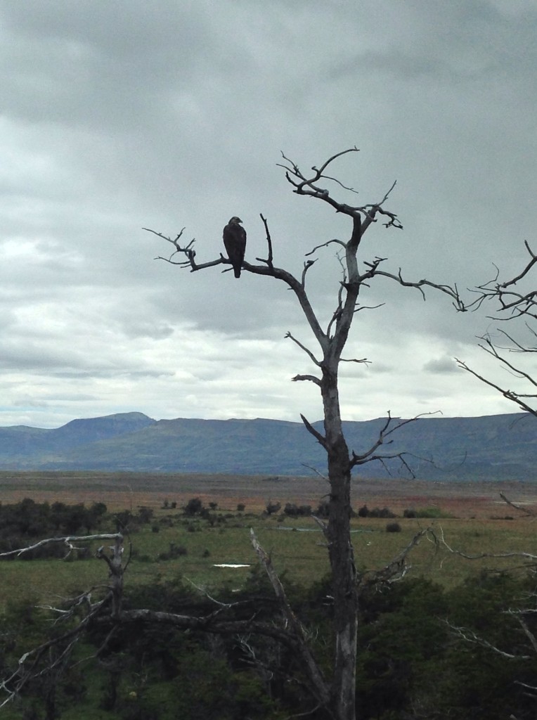A rare eagle spotting just outside to the park entrance to see the Perito Moreno Glacier. 