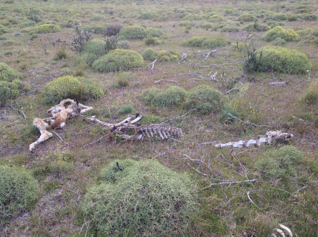 The natural terrain was often littered with animal carcasses.  This one is the hind quarter of a guanaco.
