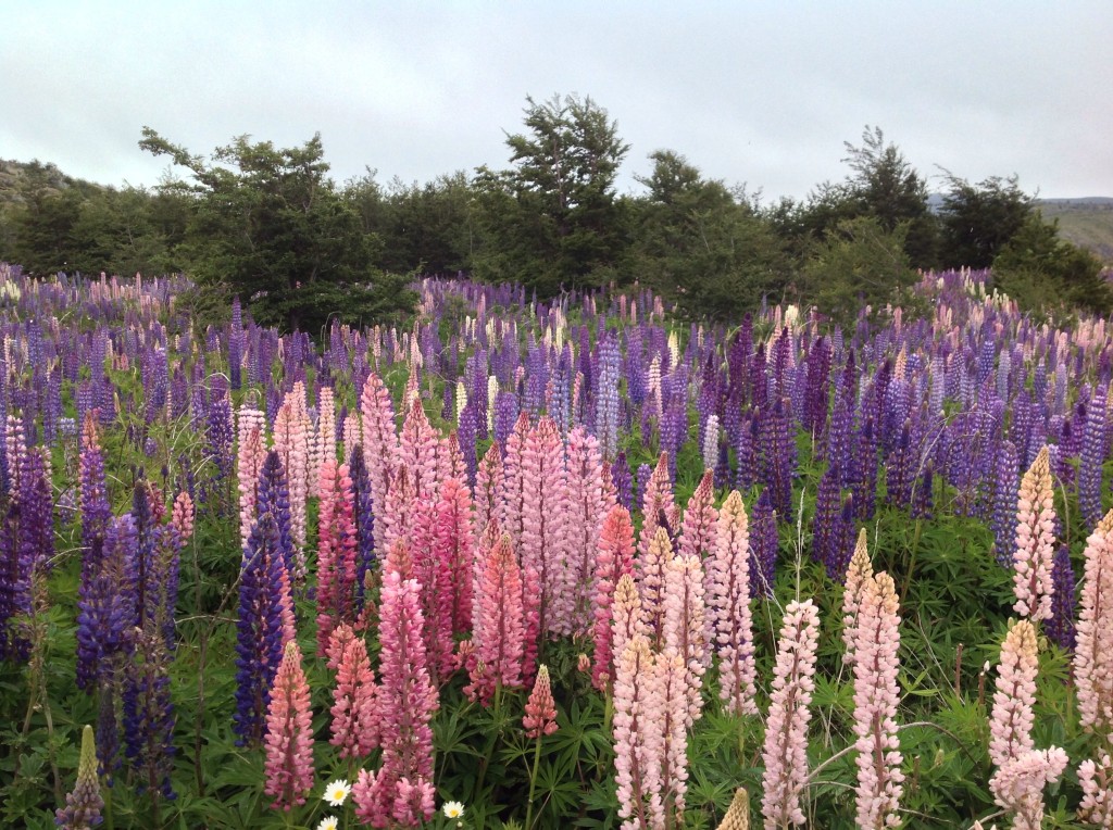 Fields of mulitcolored lupins were everywhere.  
