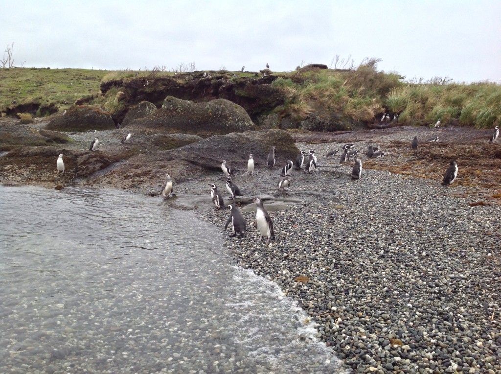 A bunch of Megellanic Penguins hanging around.  