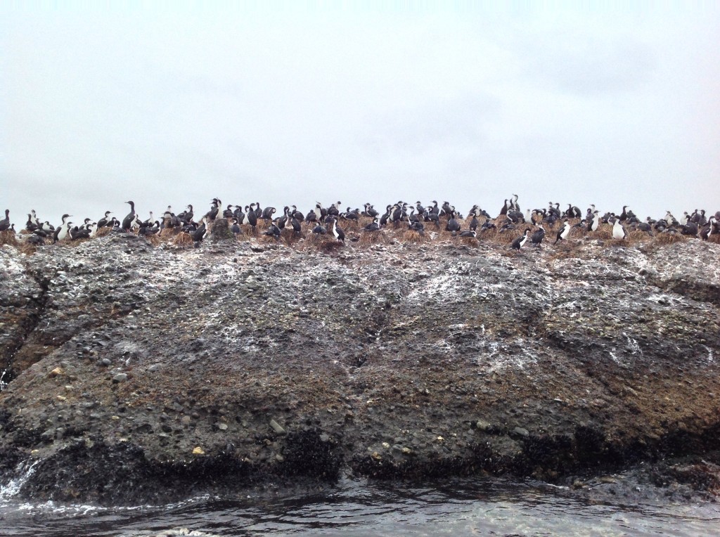 A gulp of Imperial Cormorants, also adjacent to the penguin colony. 