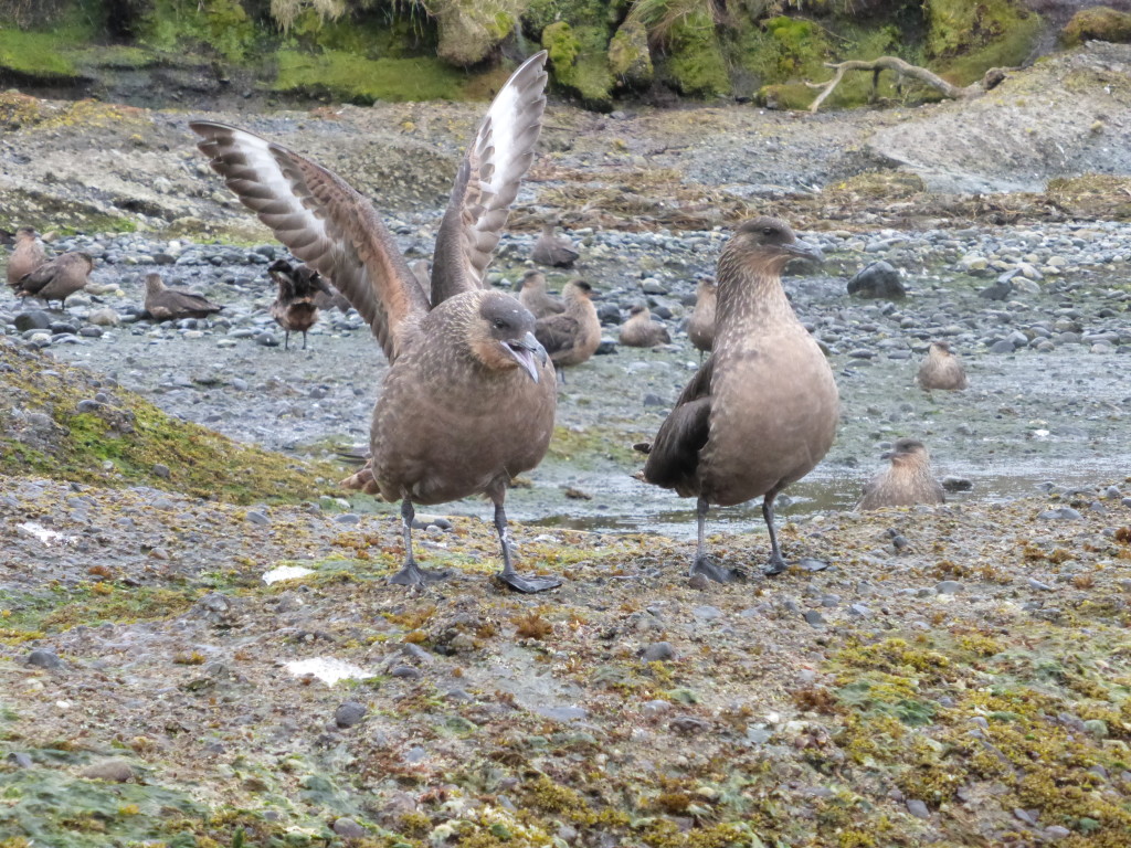 Skuas hanging out adjacent to the penguin colony. 