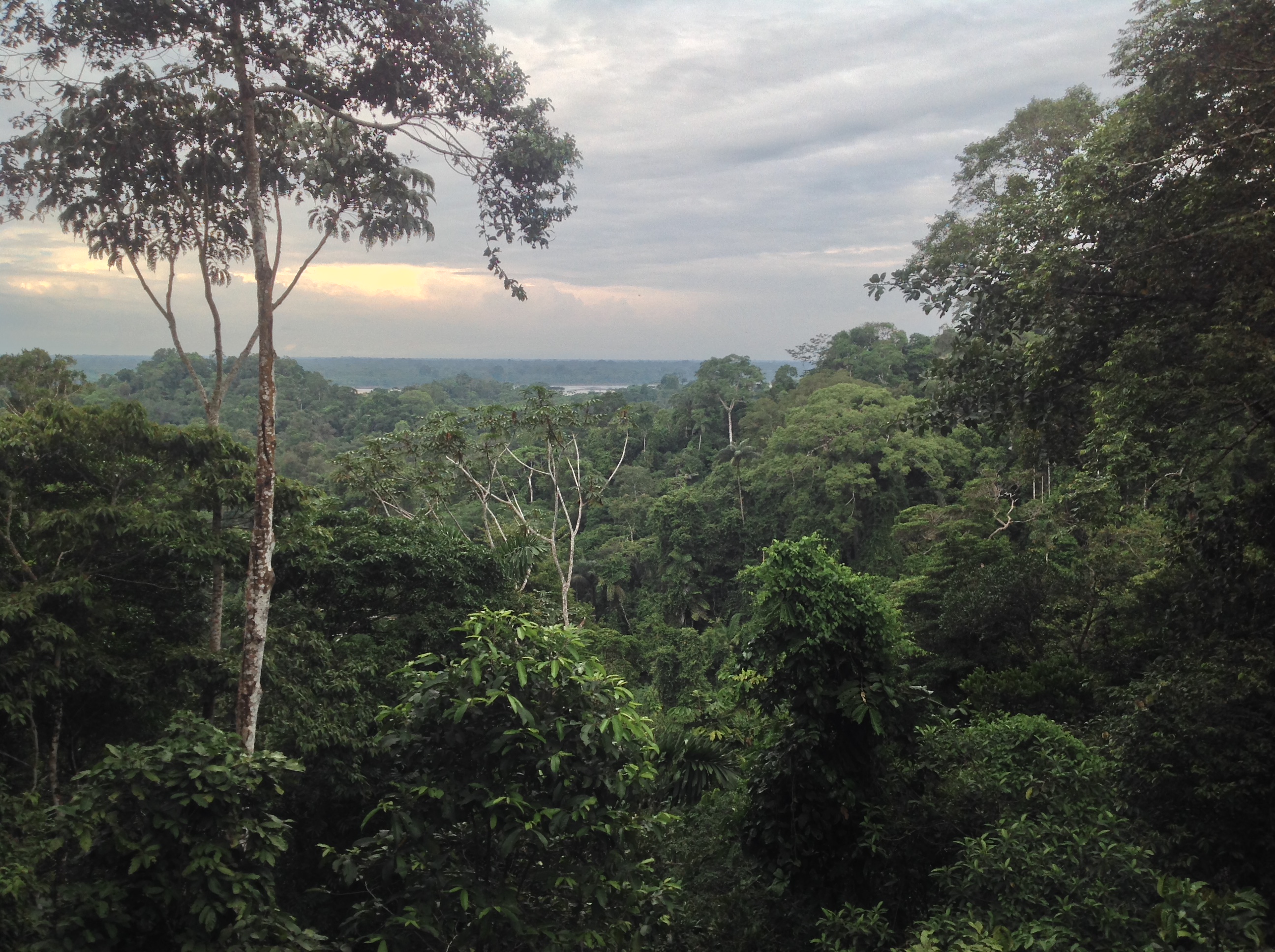 Another stunning view of the jungle. 
