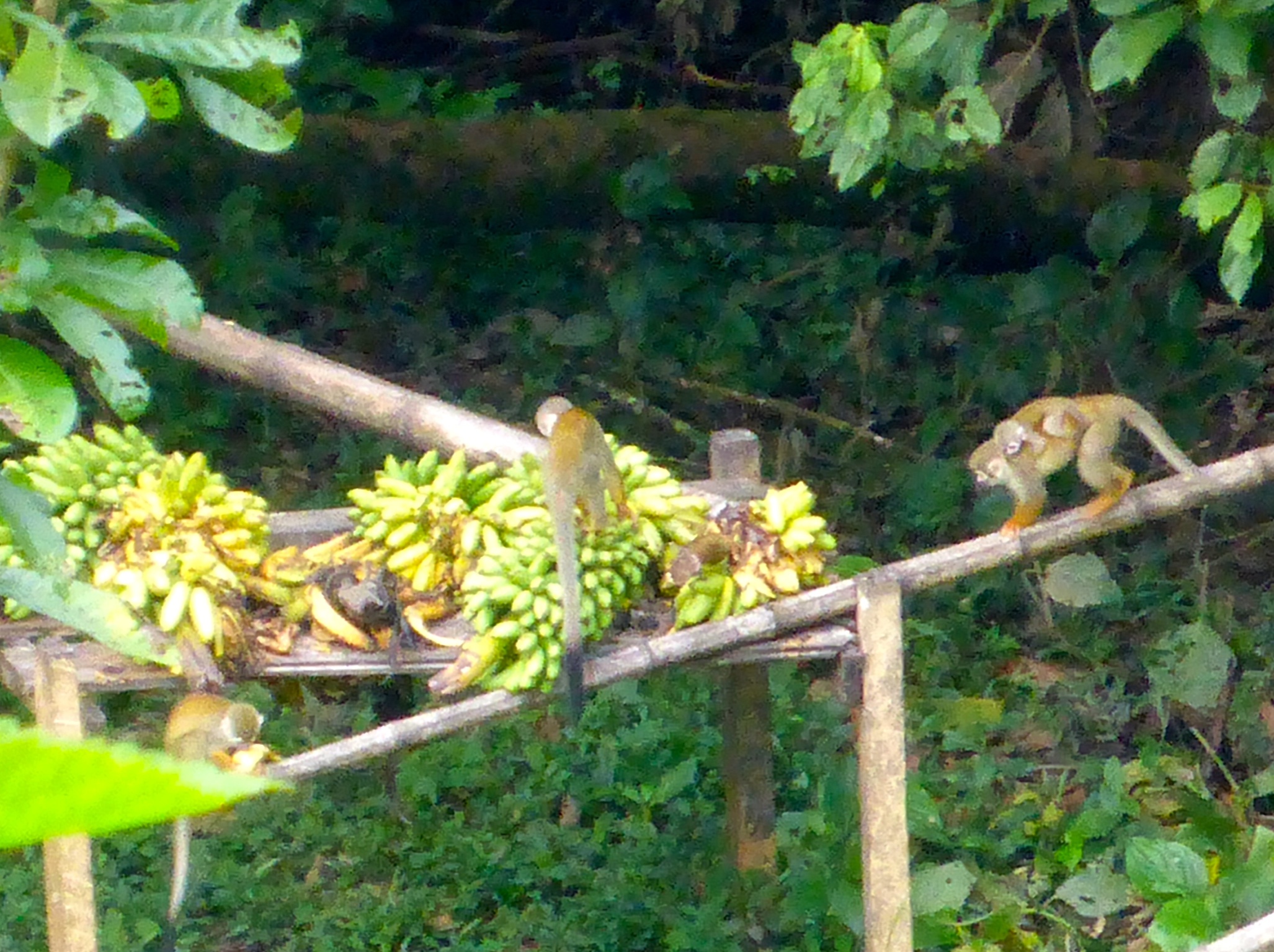 Spider monkeys came down from the trees to eat the bananas left for them.  