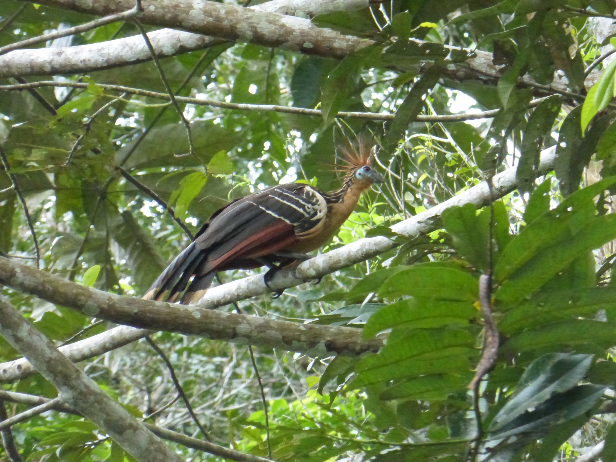 This bird is called a Hoatzin.   They were hanging around in the trees surrounding the lagoon. 