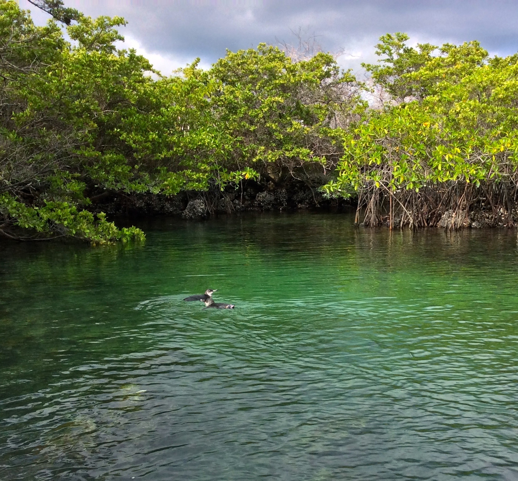 A couple of penguins swimming around in the mangroves. 