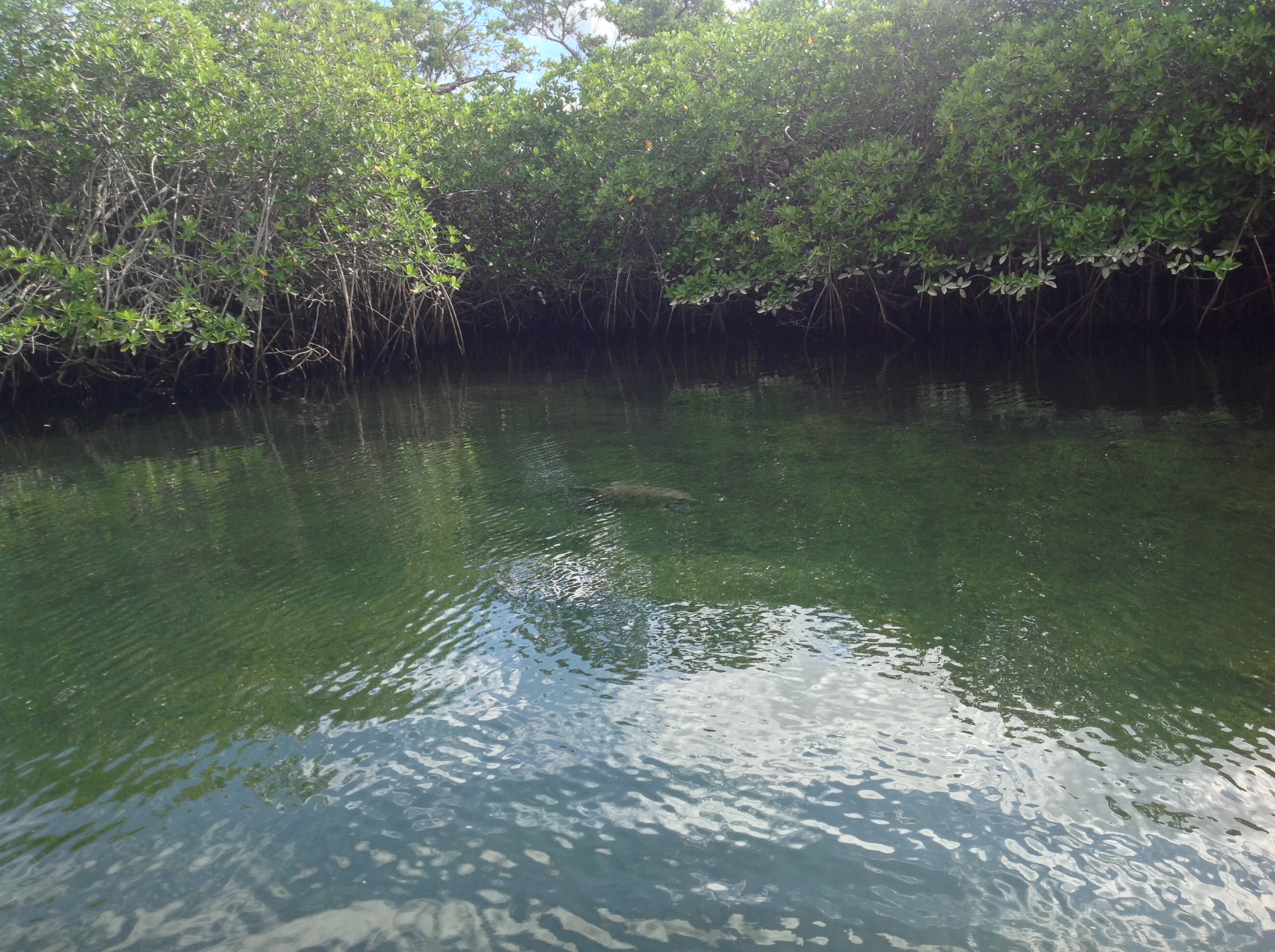 A sea turtle swimming lazily in the Elizabeth Bay Mangroves. 