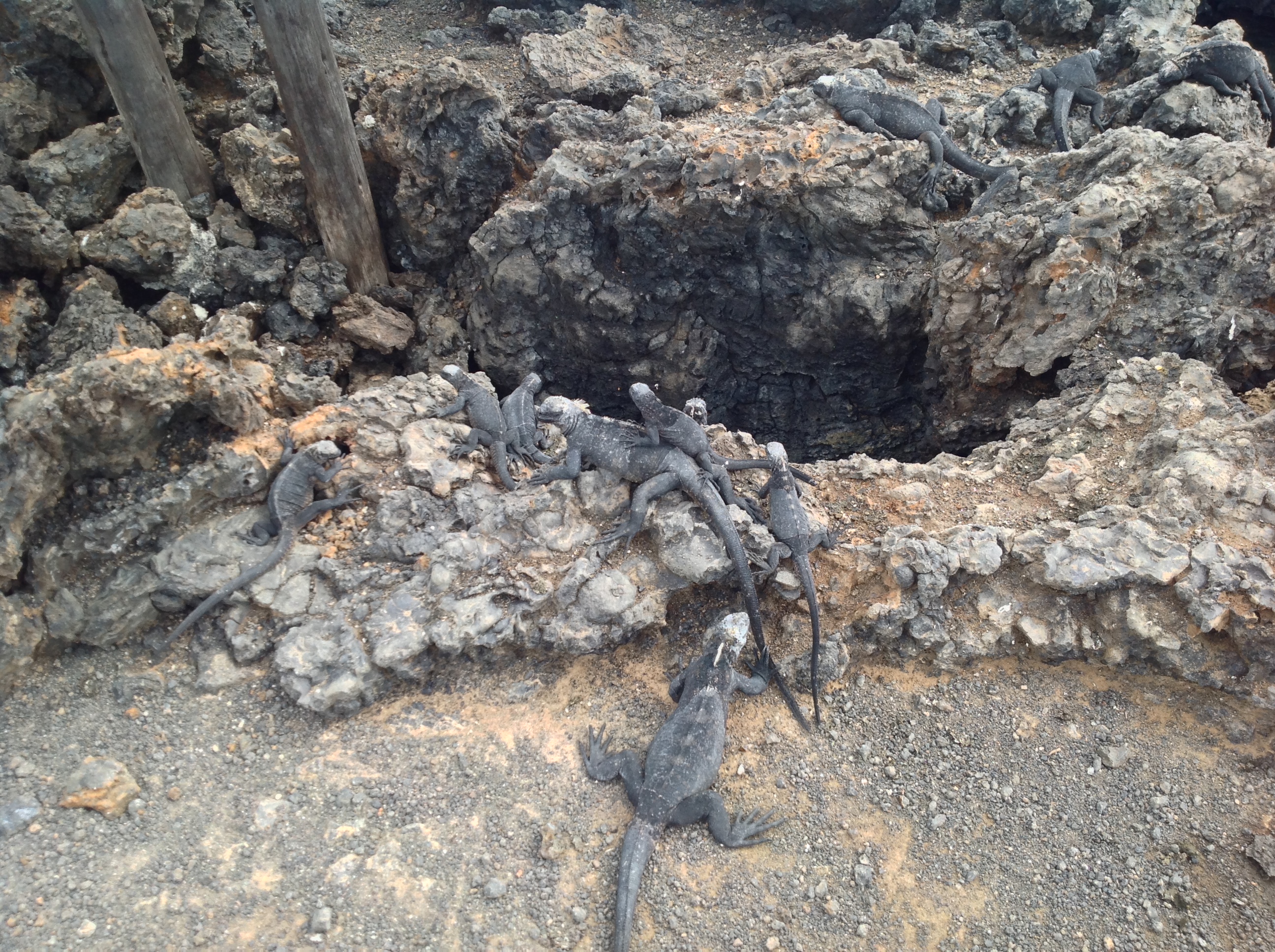 A few skittish juvenile marine iguanas hanging out near the trail. 