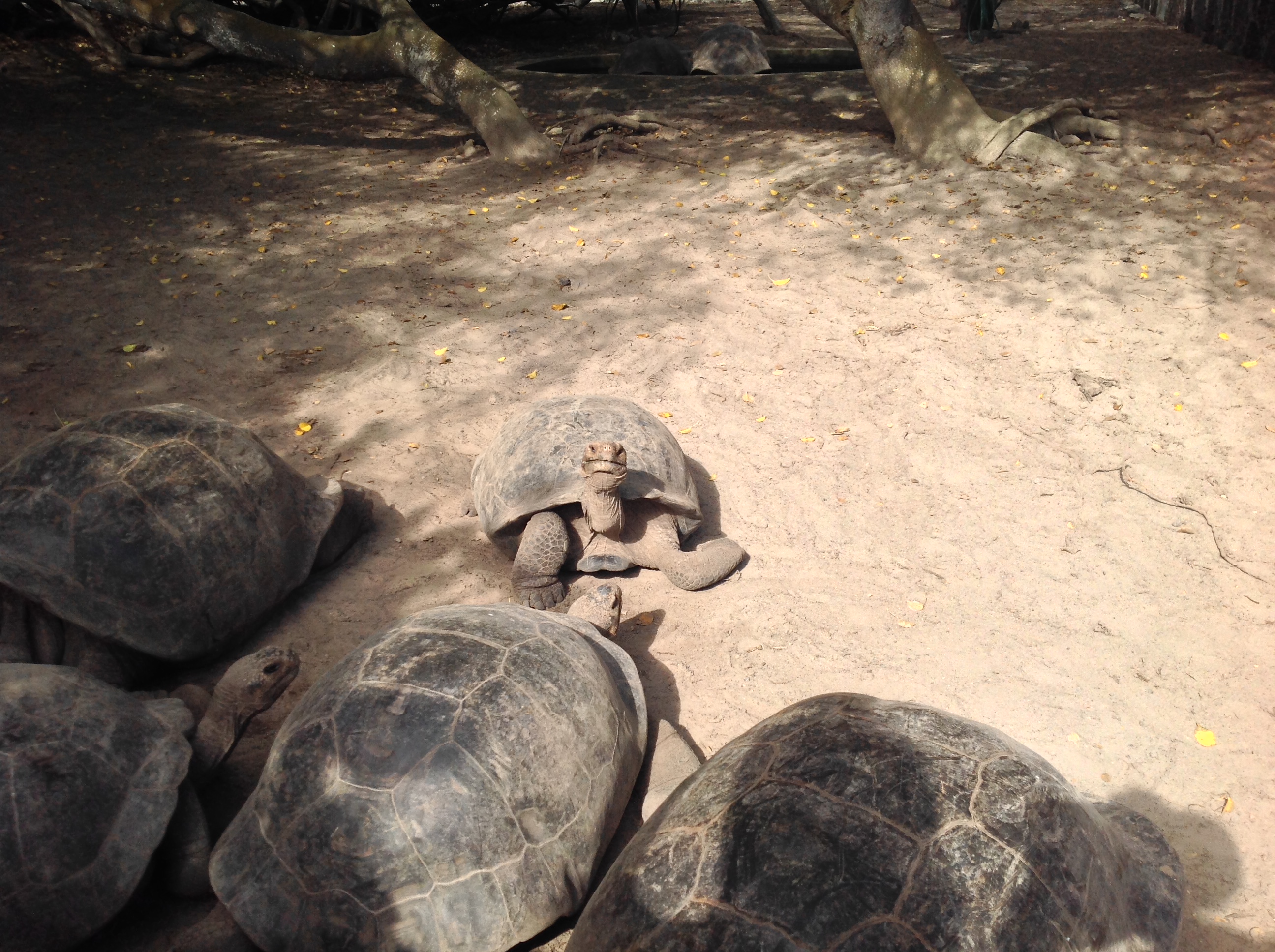 A few juvenile Galapagos Tortoises in the rehabilitation center. 