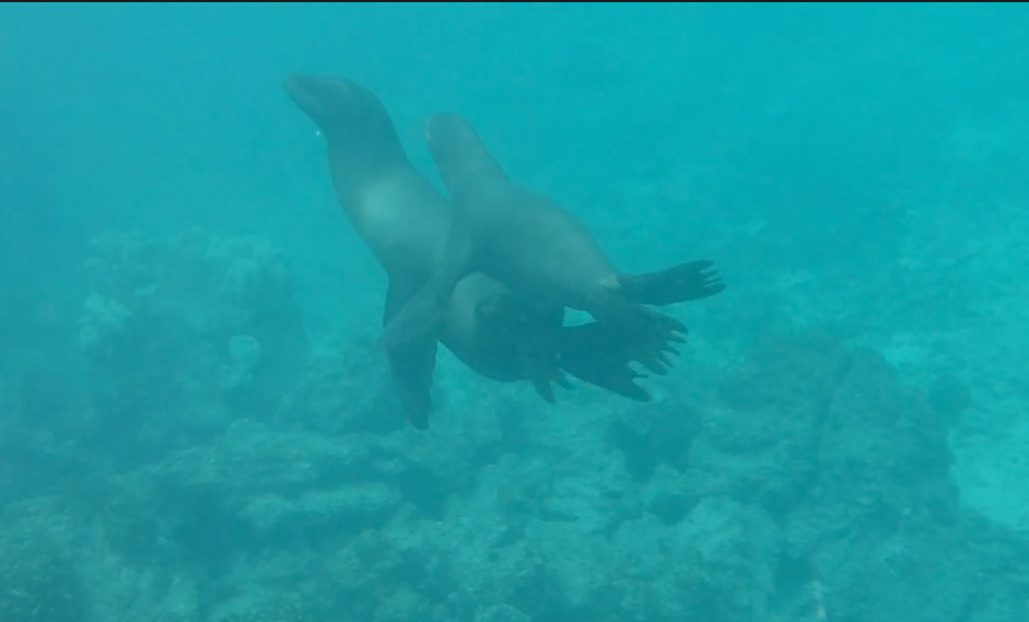 Snorkeling with Sea Lions. Wow!