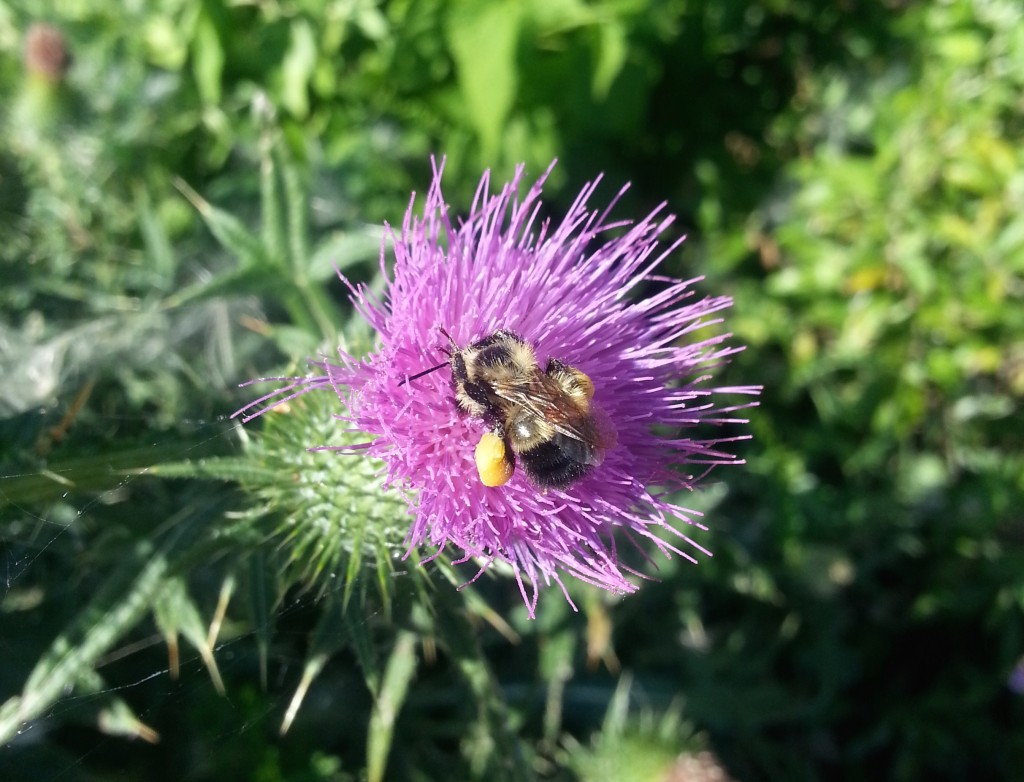 One bee busily collecting pollen from a thistle in Montreal's Parc des Rapides. 