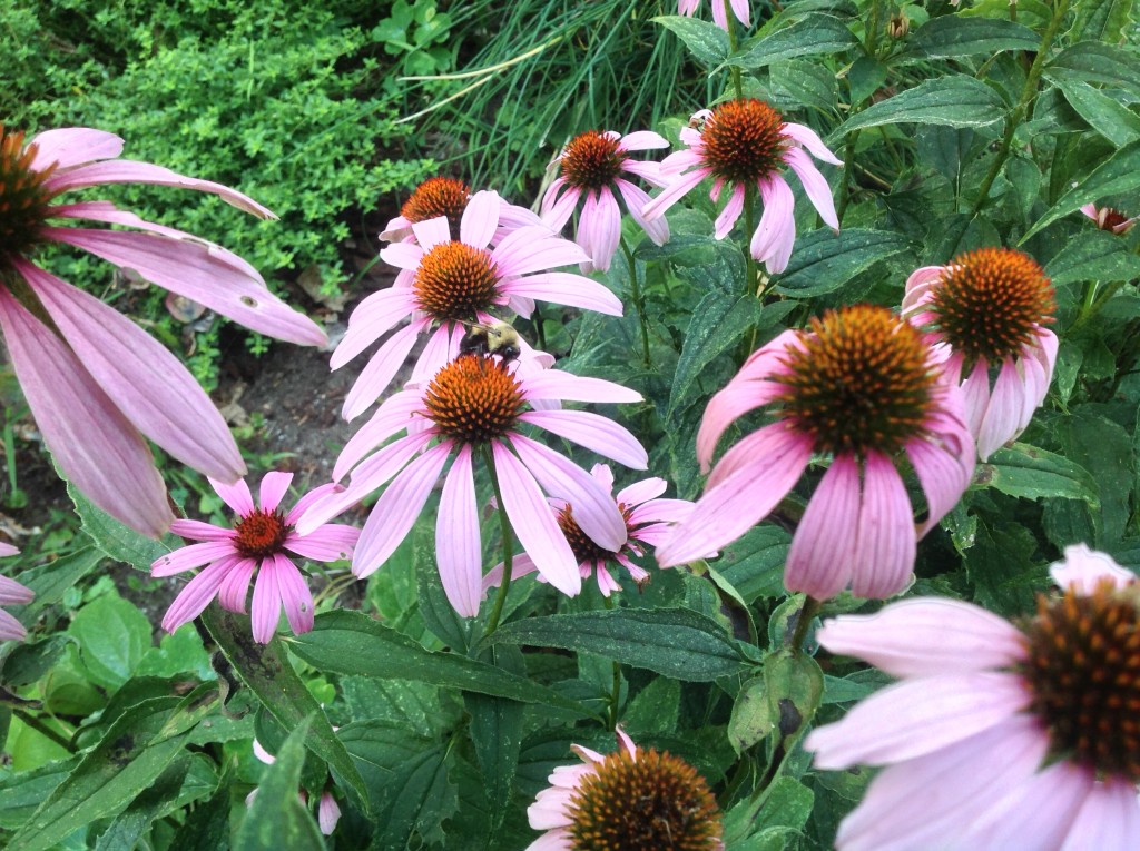 A bee buzzing around some echinacea in my mom's garden. 
