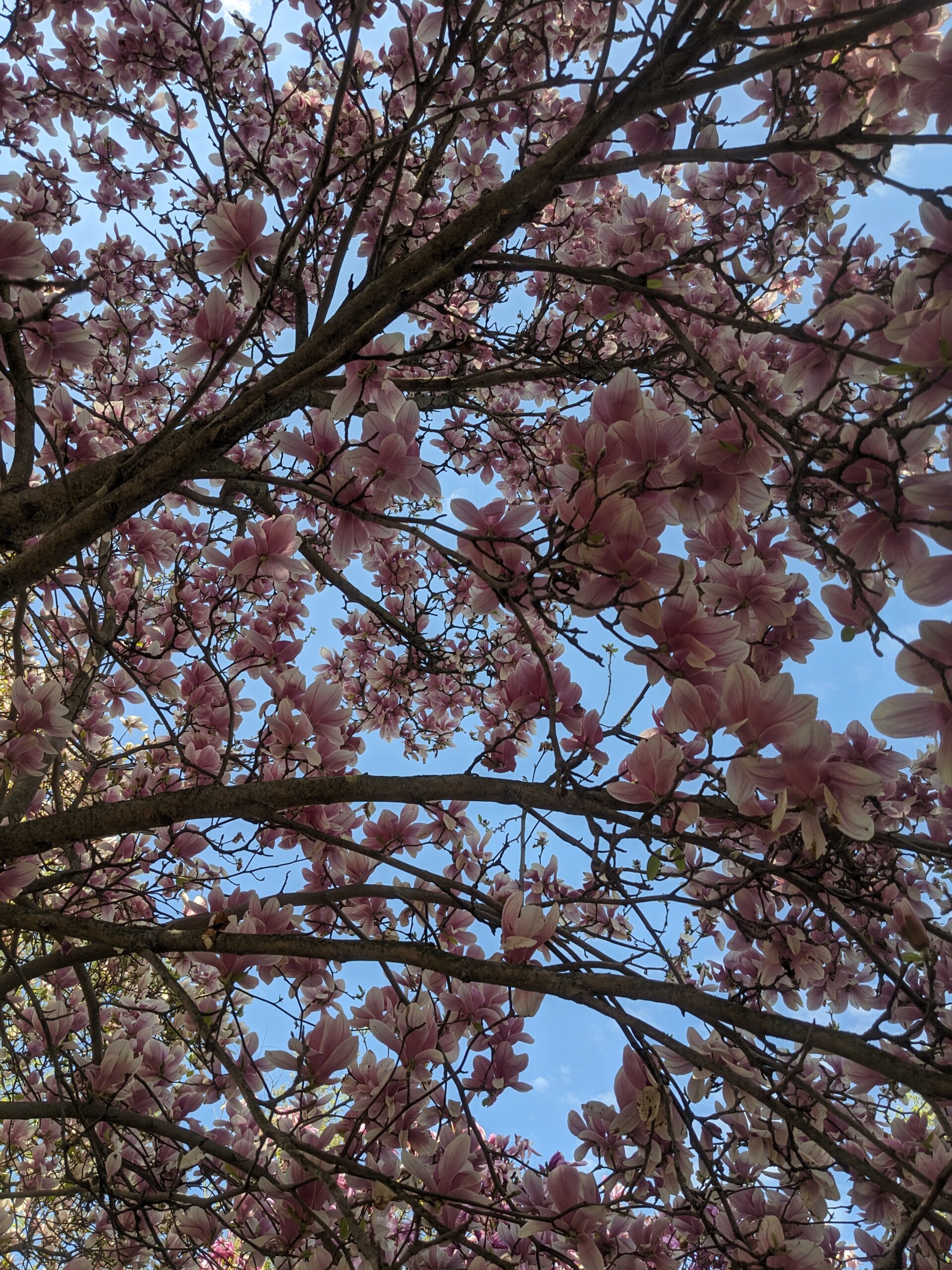Spring Blos Spring Blossoms - The Deletist